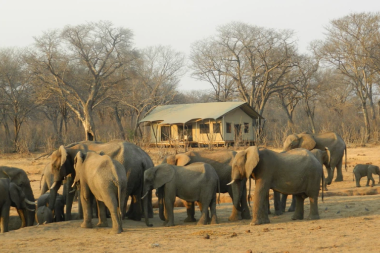Branson’s Visit to Zimbabwe: Focused on Elephant Conservation